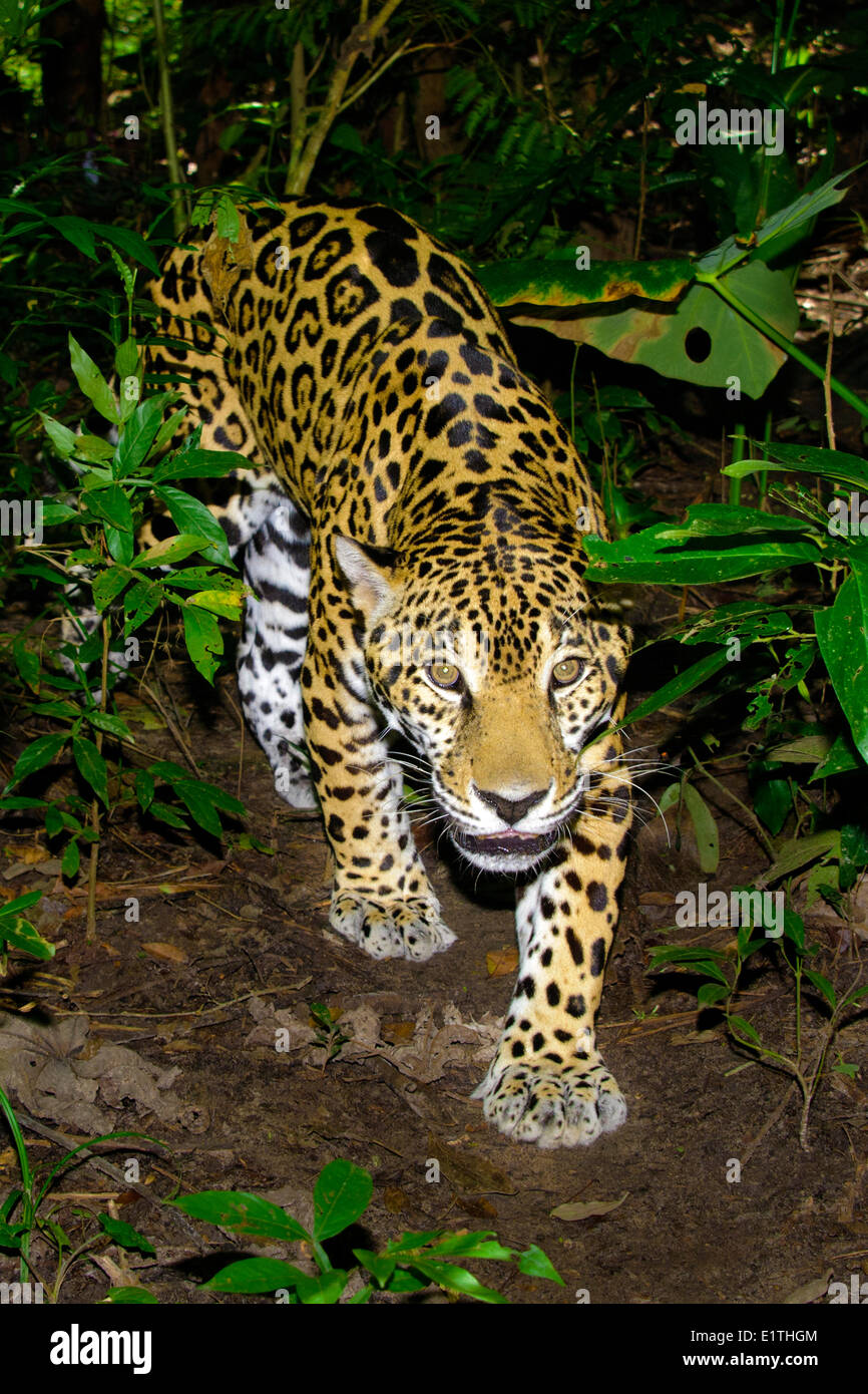 Jaguar (Panthera onca), tropical rain forest, Belize, Central America Stock Photo