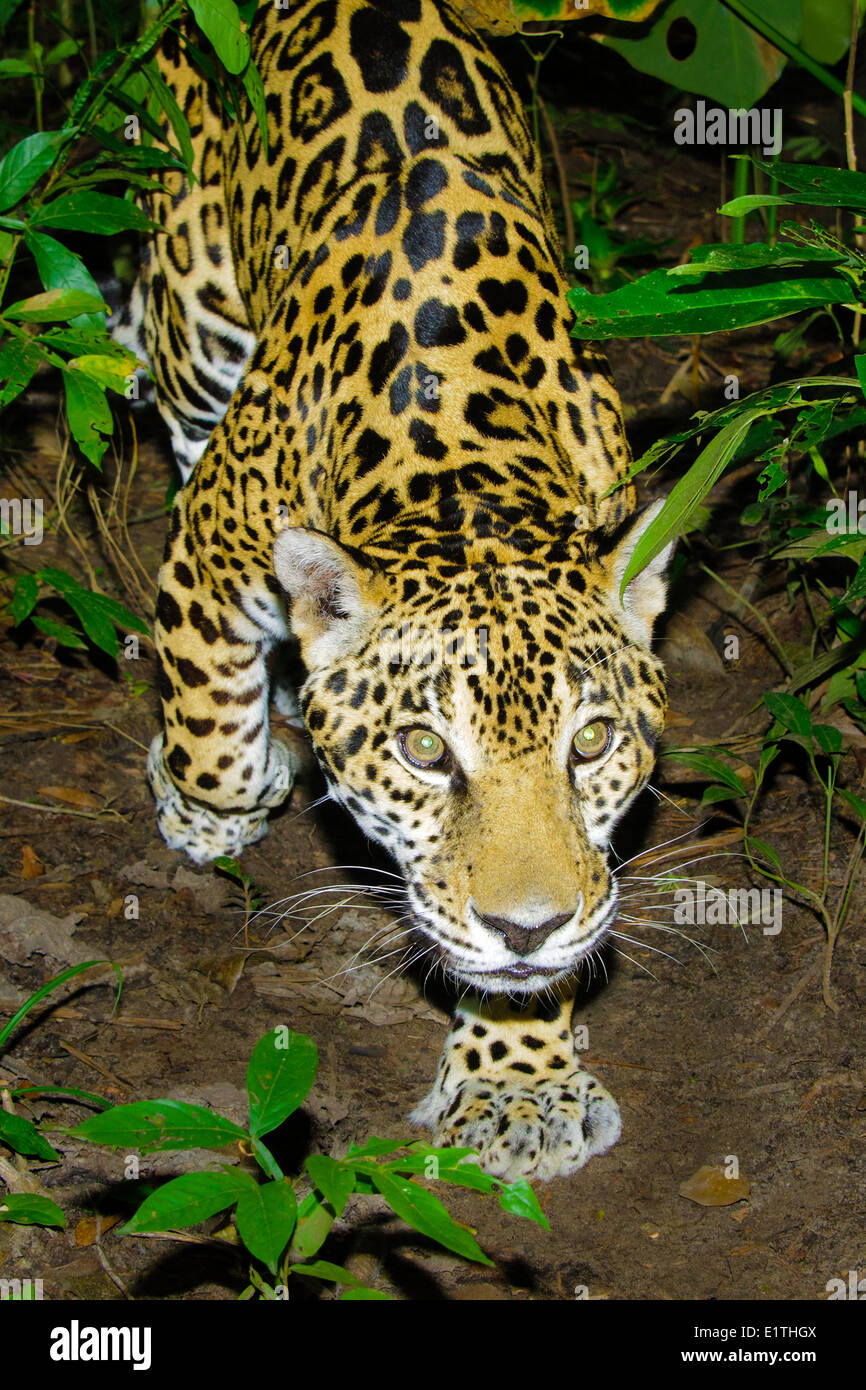 Jaguar (Panthera onca), tropical rain forest, Belize, Central America Stock Photo