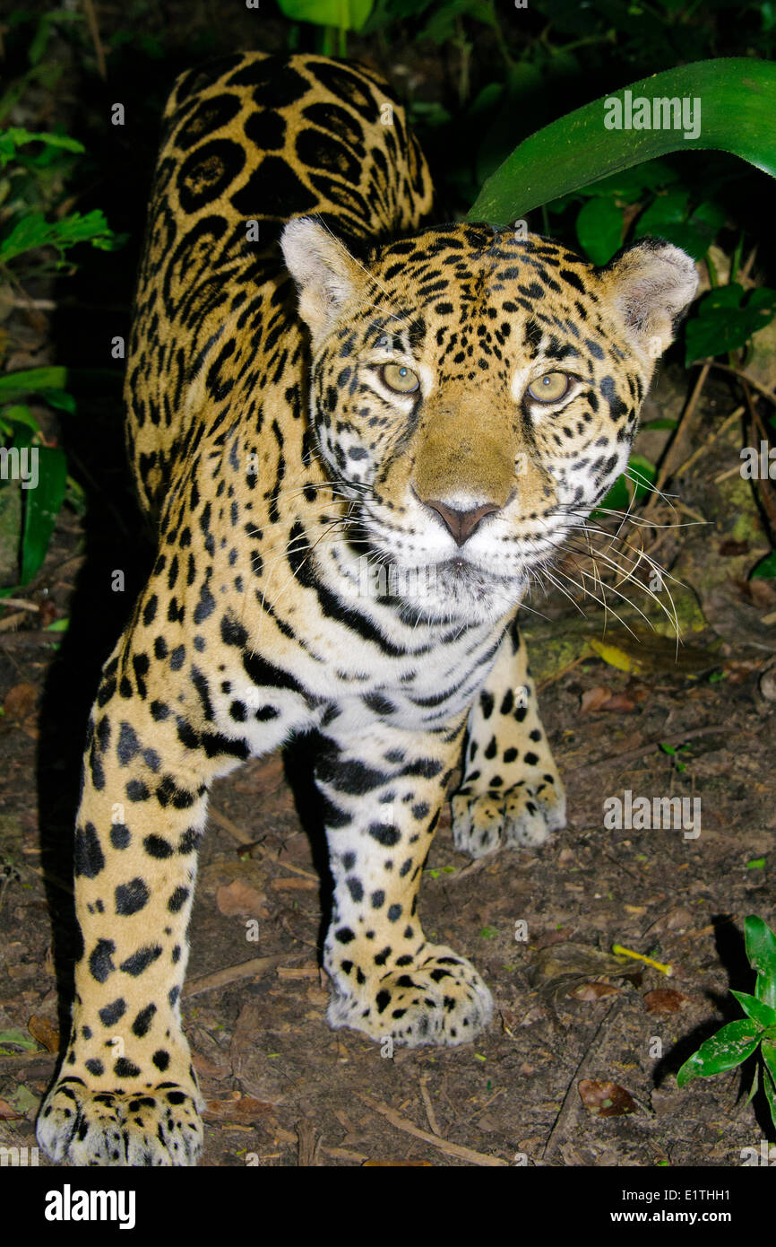 Jaguar (Panthera onca), tropical rain forest, Belize, Central America Stock Photo