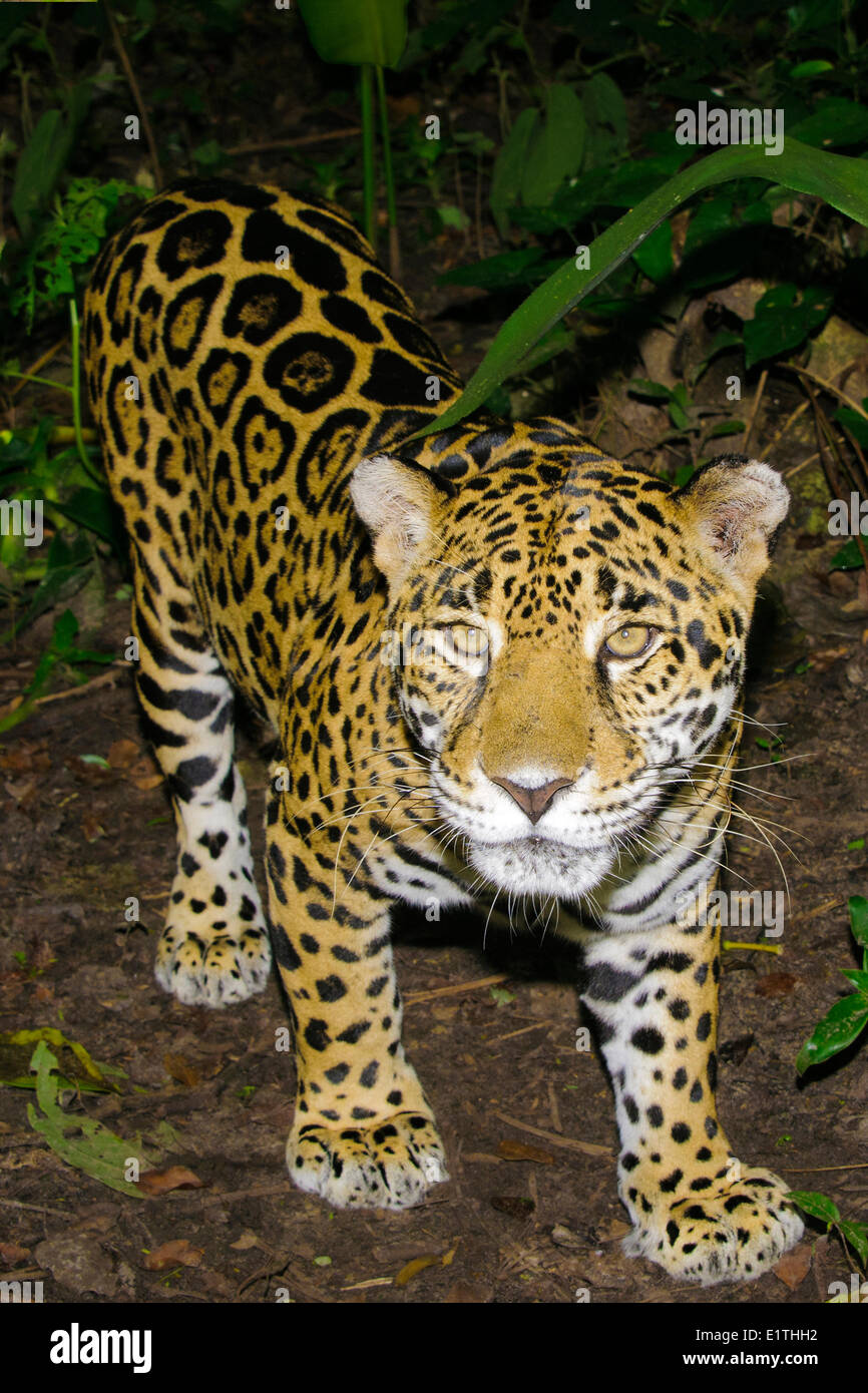 Jaguar (Panthera onca), tropical rain forest, Belize, Central America Stock Photo