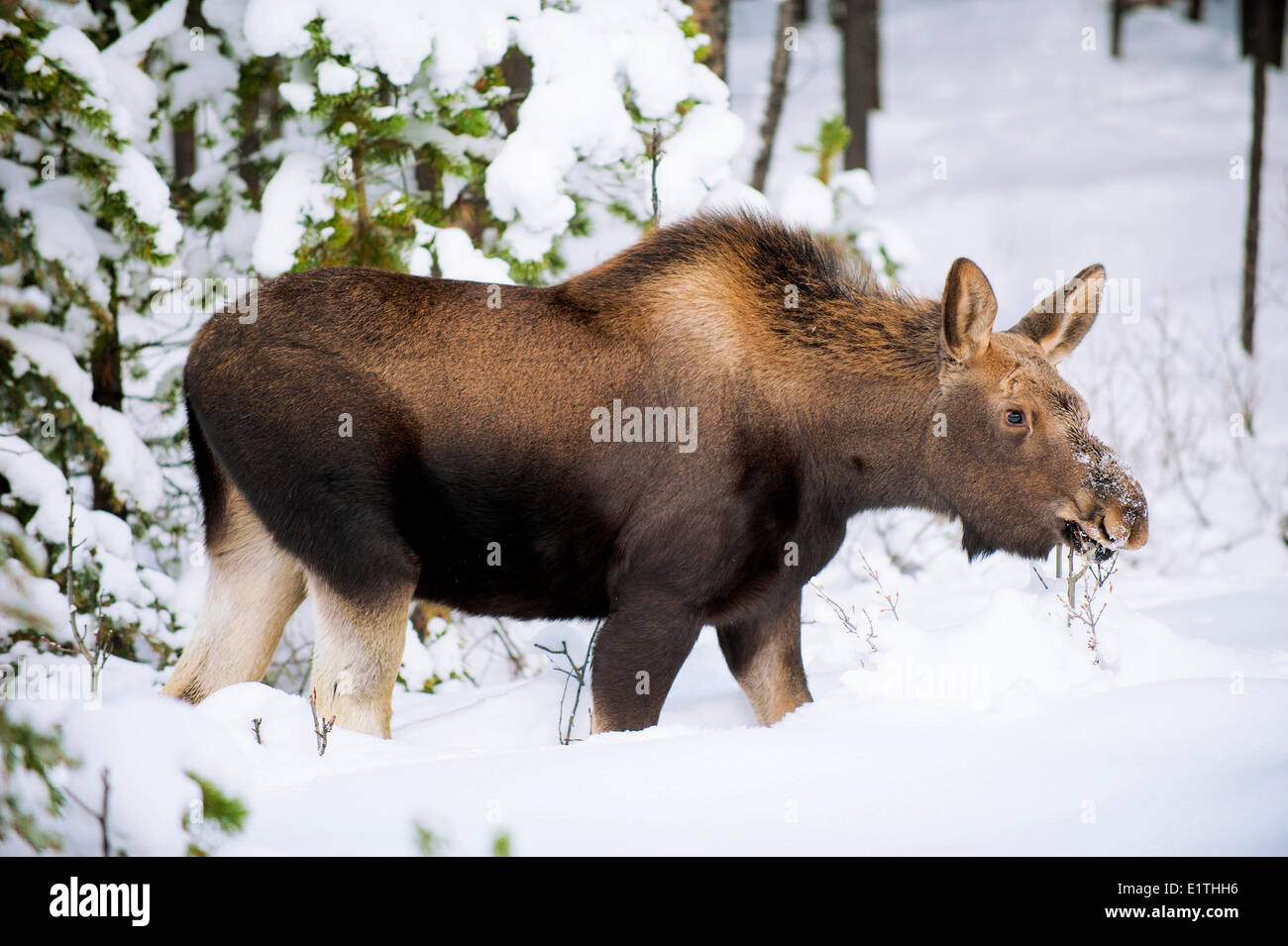 Moose calf (Alves alces) 7-months old browsing on buffaloberry twigs (Shepherdia canadensis)  Canadian Rocky Mountains Jasper Stock Photo