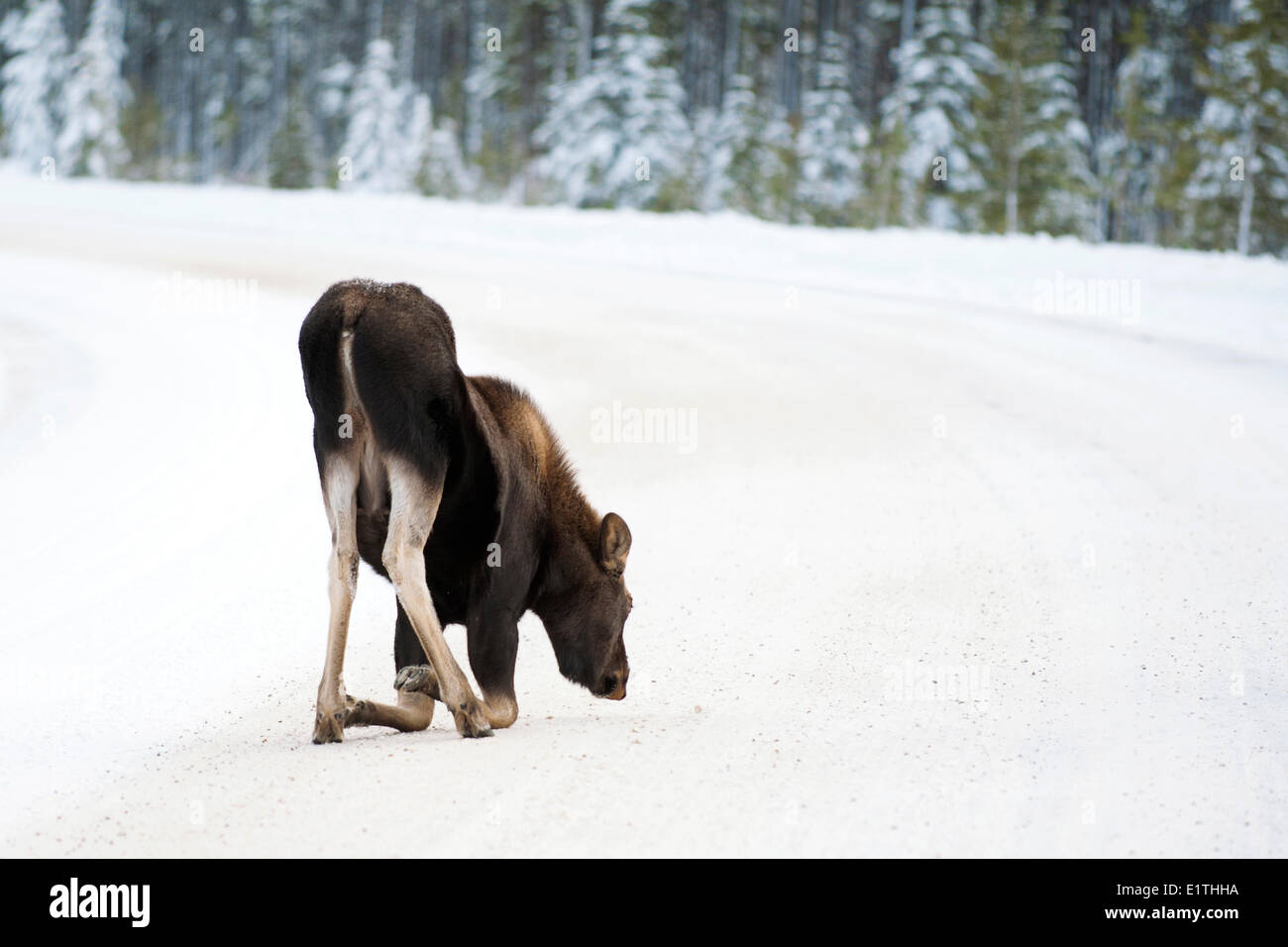 Moose calf (Alves alces) 7-months old eating salt a winter road Canadian Rocky Mountains Jasper National Park western Alberta Stock Photo