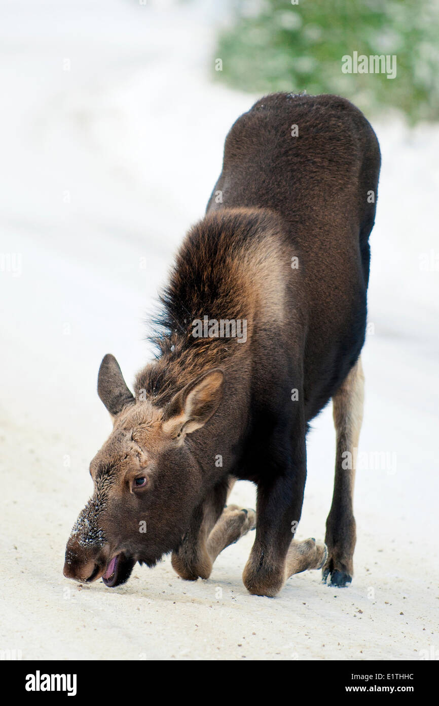Moose calf (Alves alces) 7-months old eating salt a winter road Canadian Rocky Mountains Jasper National Park western Alberta Stock Photo