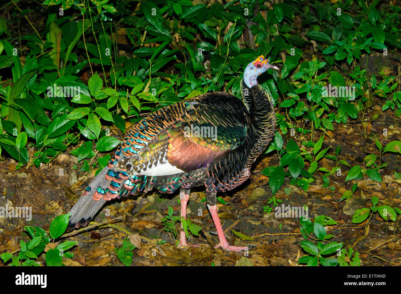 Ocellated turkey (Meleagris ocellata) Belize, Central America Stock Photo