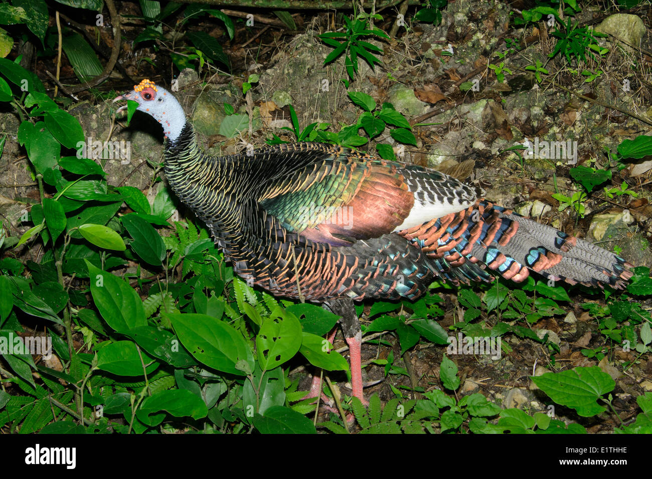 Ocellated turkey (Meleagris ocellata) eating leaves,  Belize, Central America Stock Photo