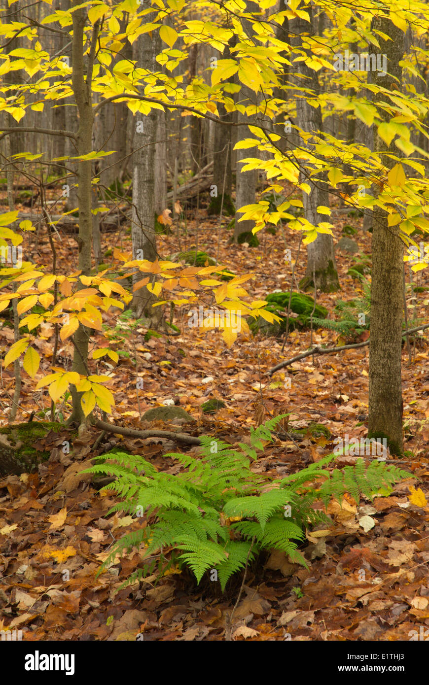 Autumn Foliage in a deciduous Forest  near Orillia, Ontario Stock Photo