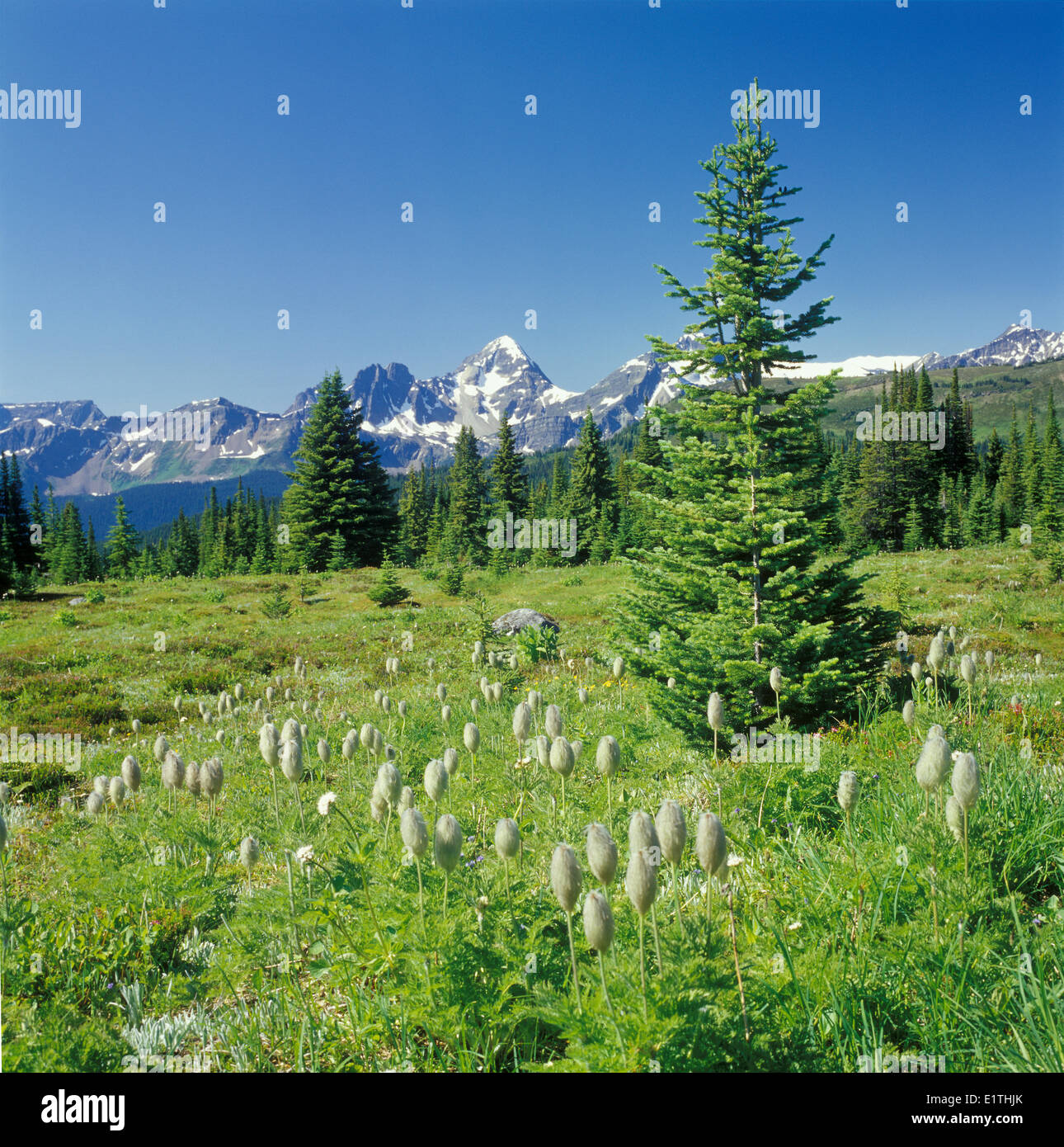 subalpine landscape with Englemann spruce Picea englemannii subalpine fir Abies lasiocarpa in the foreground western Stock Photo