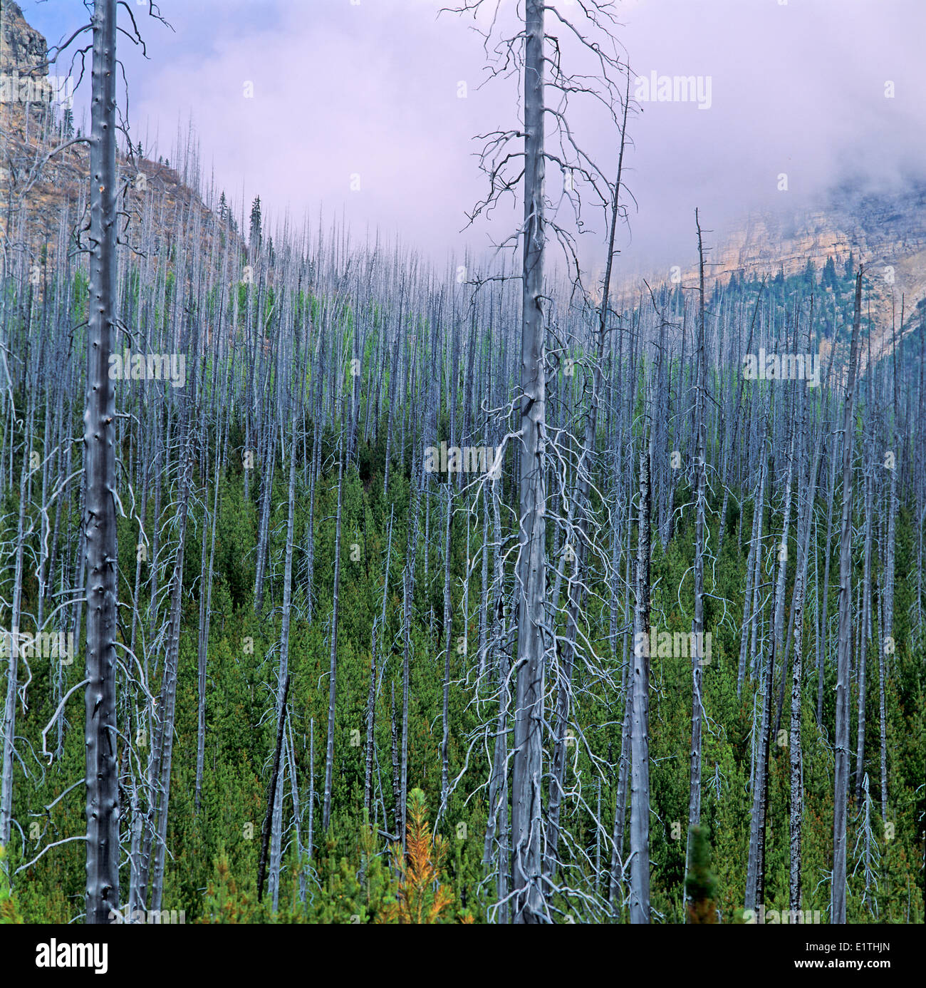 lodgepole pine Pinus contorta regeneration after fire Vermillion Pass  Rocky Mountains Kootenay National Park British Columbia Stock Photo