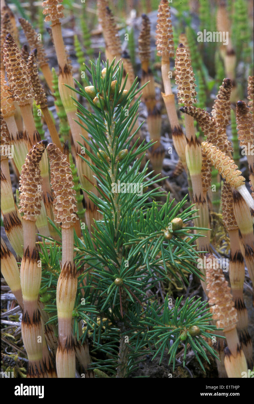 white spruce Picea glauca seedling growing in a cluster horsetail Equisitum sp. plants forest floor in Jasper National Park Stock Photo