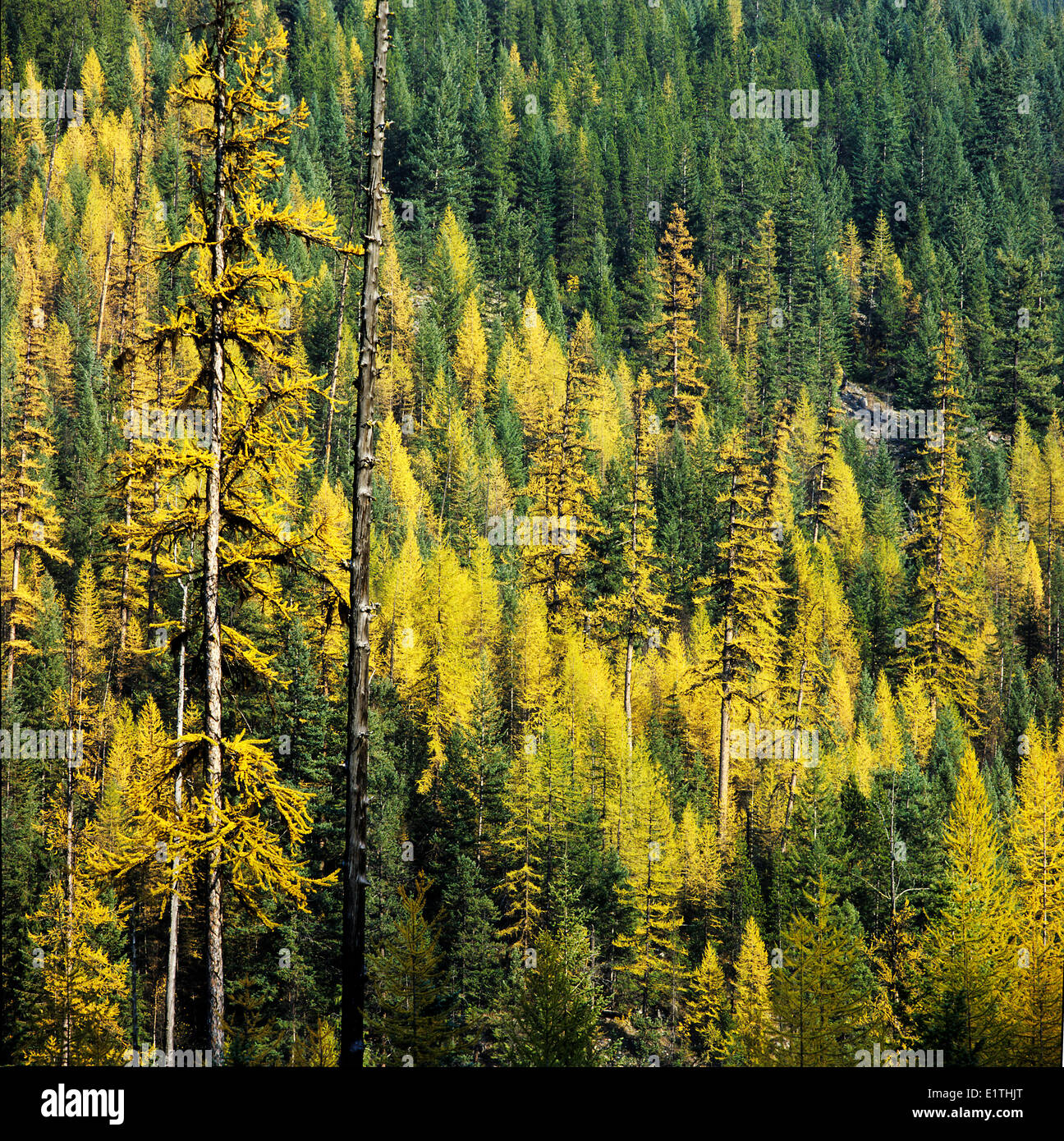 Western larch Larix occidentalis also known as western tamarack  in a fall colored forest in the Monashee mountains British Stock Photo
