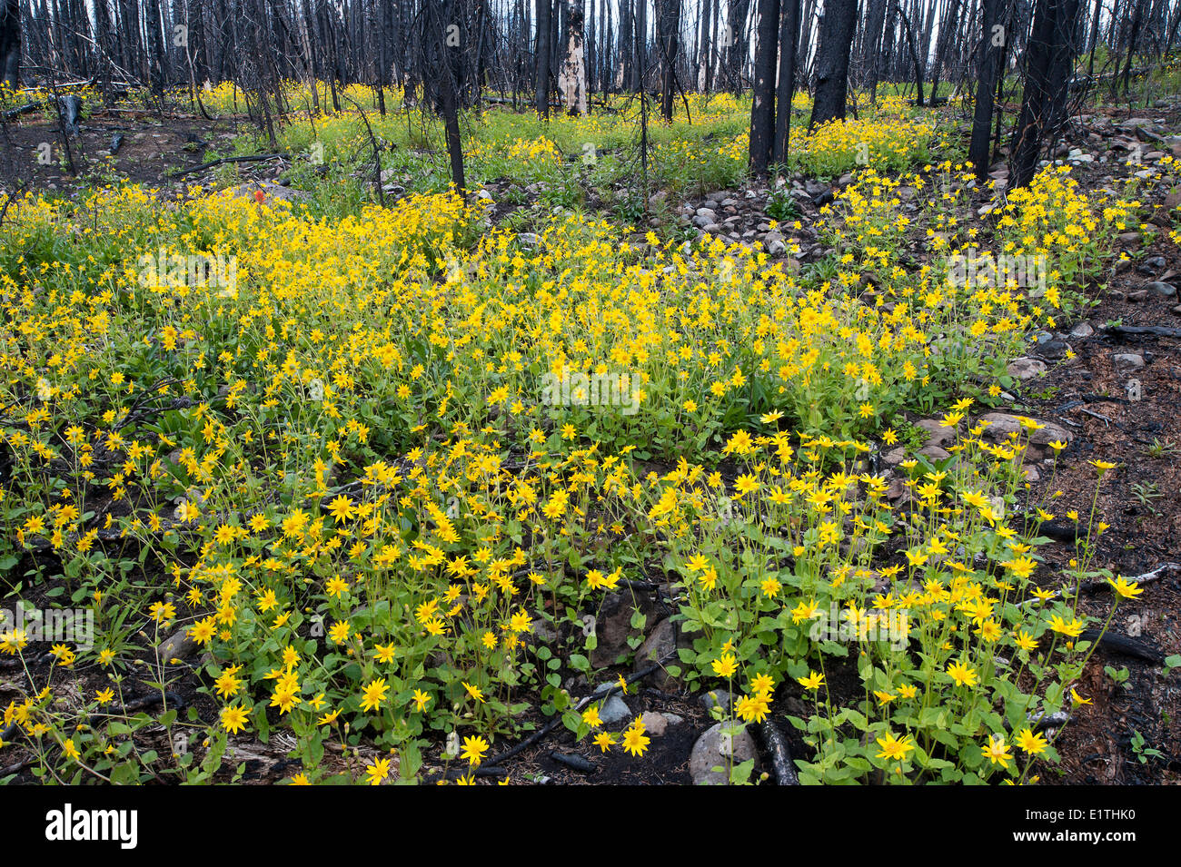 heartleaved arnica Arnica cordifolia regrowth one year after a stand-destroying forest fire in subalpine forest Engelmann Stock Photo