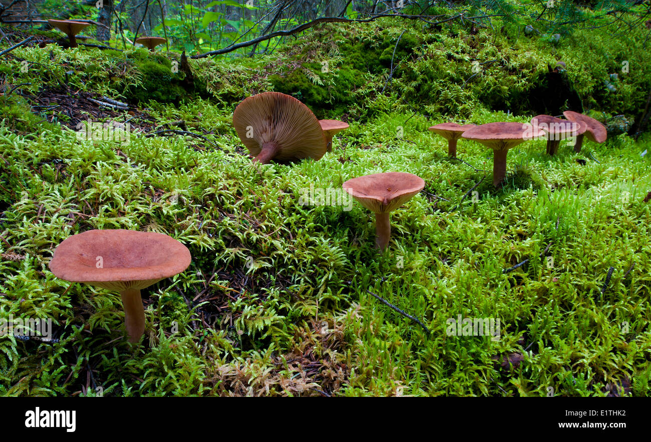 mushroom red-hot Lactarius Lactarius rufus in moss cover in white spruce Picea glauca Douglas fir Pseudotsuga menziesii forest Stock Photo