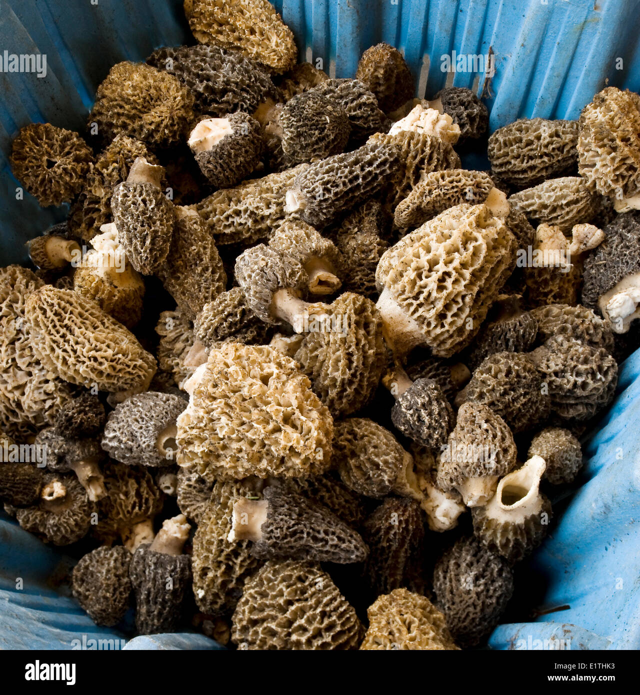 edible mushrooms morels Morchella sp. ready for sale, mushroom picking after fire in Chilcotin, British Columbia, Canada Stock Photo