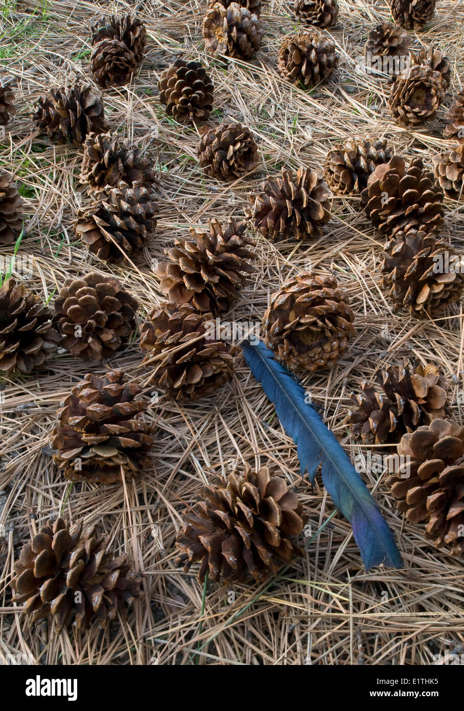 ponderosa pine Pinus ponderosa cones with a feather black-billed magpie Pica hudsonia  in ponderosa pine forest  Stemwider Stock Photo