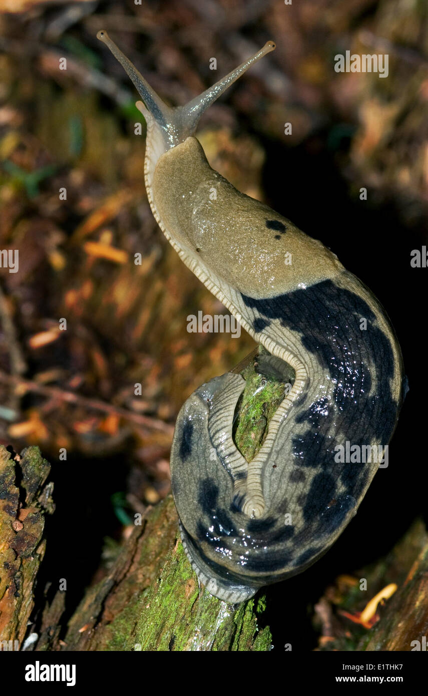 Banana hires stock photography and images Alamy