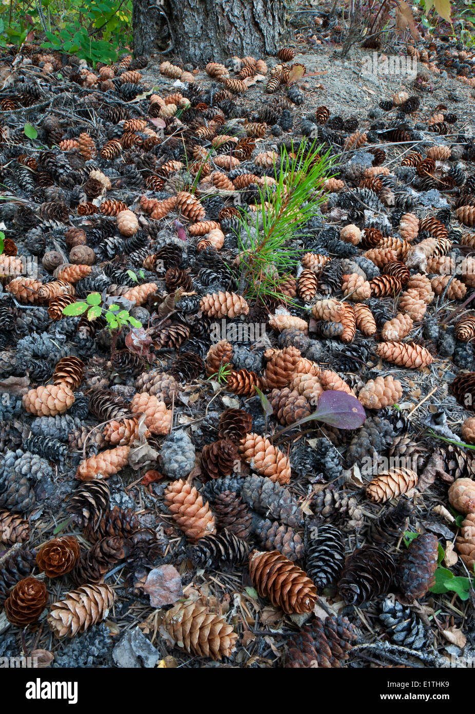 lodgepole pine Pinus contorta seedling in a crop cones white spruce Picea glauca 150 Mile House Cariboo British Columbia Stock Photo