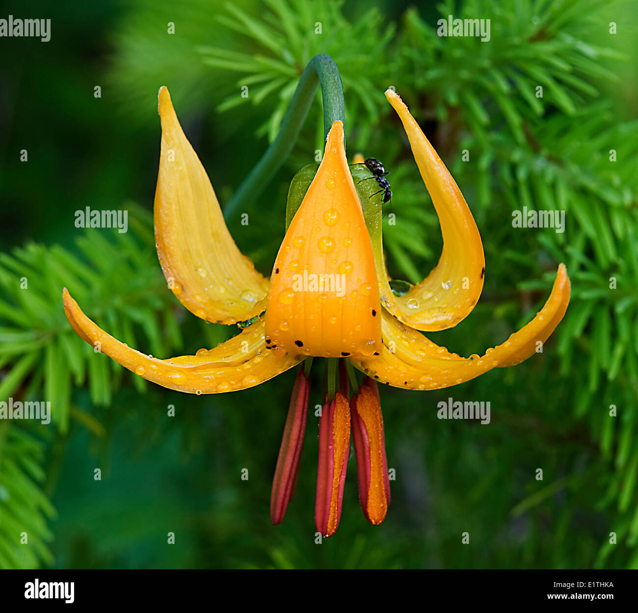 flower tiger lily Lilium columbianum with ant  family Formicidae  in  the interior boreal forest white spruce Picea glauca Stock Photo