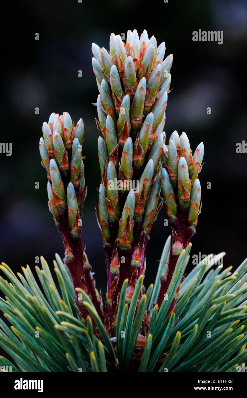 new shoot growth of whitebark pine Pinus albicaulis in the subalpine zone of Tweedsmuir Provincial Park,  British Columbia Stock Photo