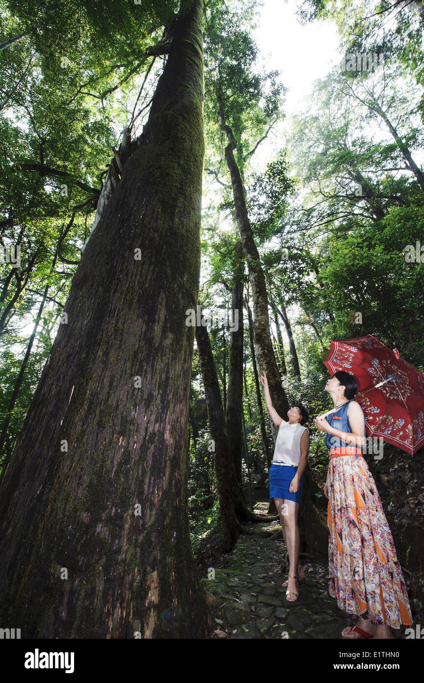 Fuzhou, Longyan city in southeast China's Fujian Province. 9th June, 2014. Tourists visit a taxus chinensis var nearly one thousand years old in the Meihua Mountain Nature Reserve, a major habitat of south China tigers, near Longyan city in southeast China's Fujian Province, June 9, 2014. Credit:  Jiang Kehong/Xinhua/Alamy Live News Stock Photo