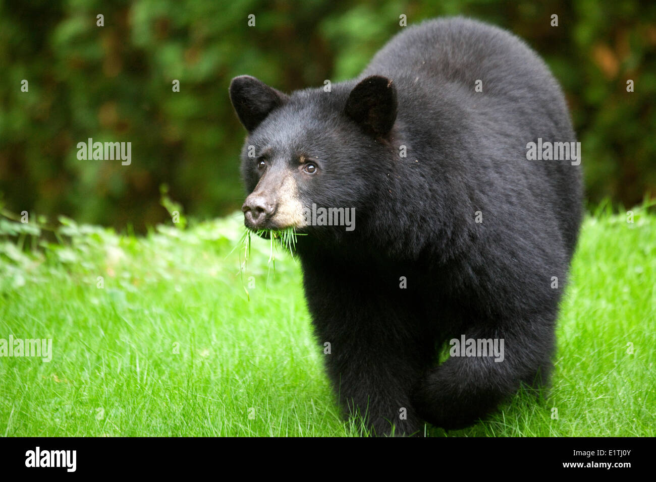 North American Black Bear ( Ursus americanas ) Eating Grass, Omnivore, Roberts Creek, Sunshine Coast, B.C., Canada Stock Photo