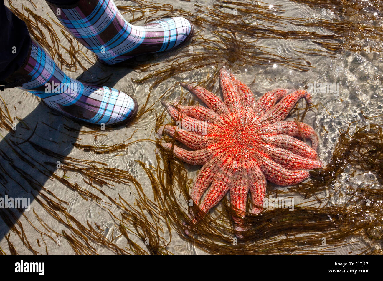 Sunflower Seastar ( Pycnopodia helianthoides ) and Boots, Klahanie Drive Beach, Low Tide, Sliammon First Nations Lands, Powell R Stock Photo