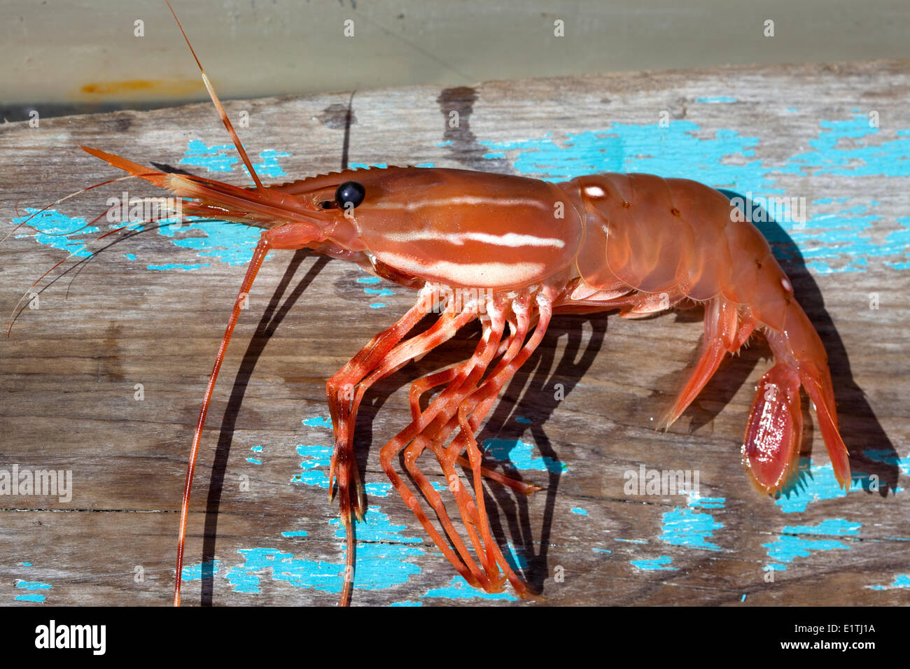 Large, Wild Spot Prawn ( Pandalus platyceros ) Shrimp, Seafood, Strait