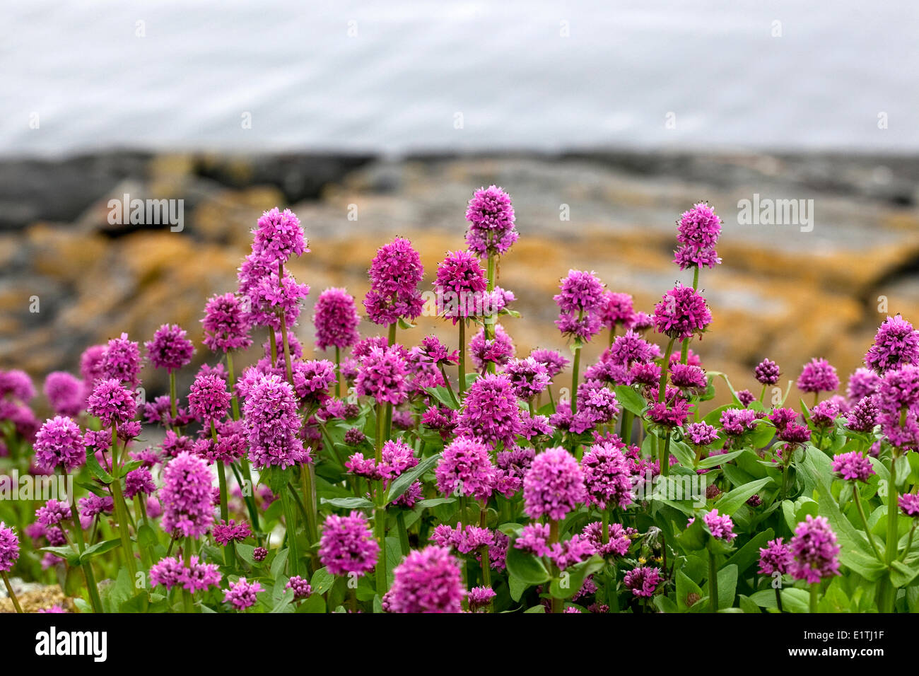 Sea Blush ( Plectritis congesta ) Wildflowers, Springtime, Trail Islands, Sechelt, Sunshine Coast, B.C., Canada Stock Photo