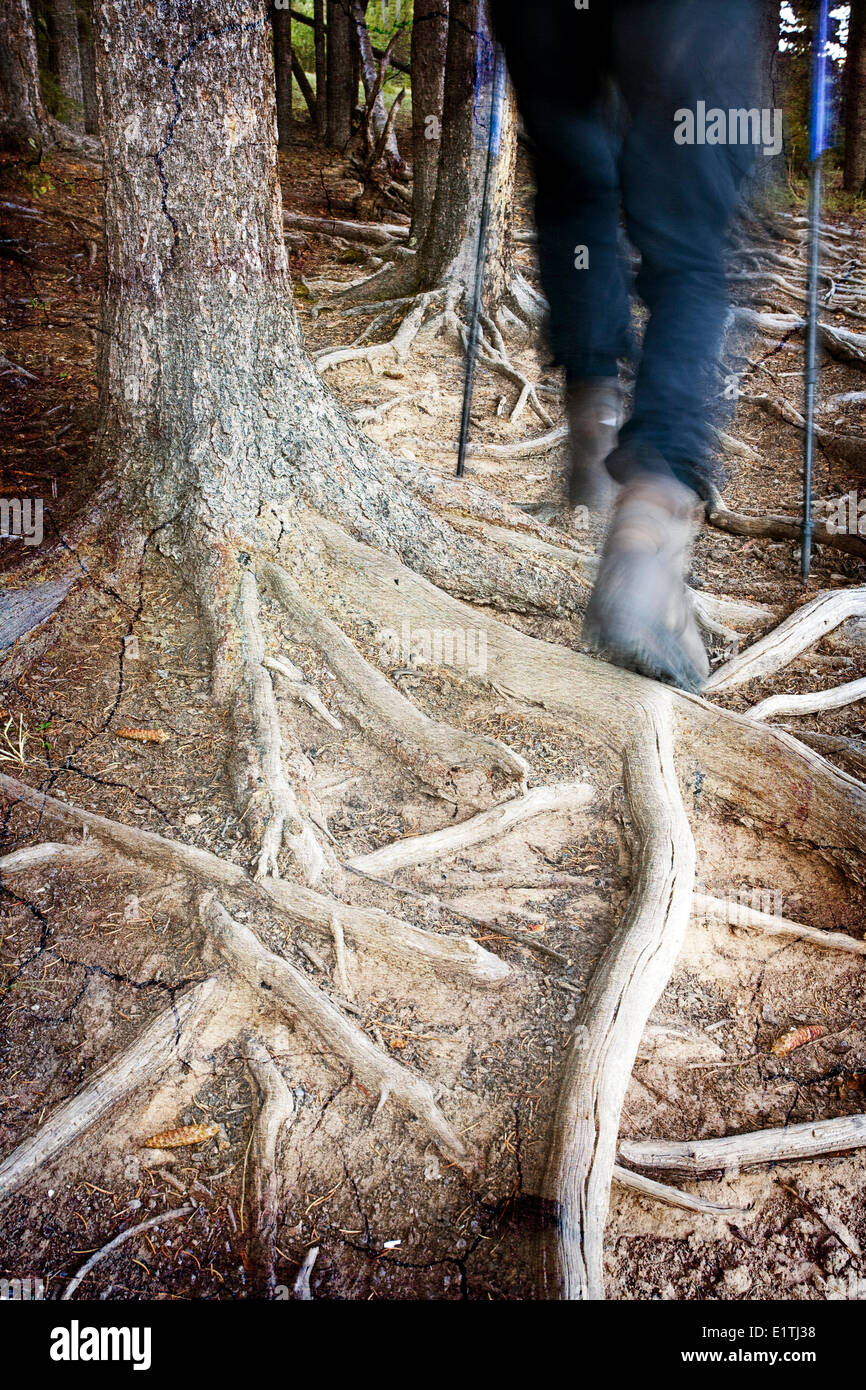 People legs tree roots hi-res stock photography and images - Alamy