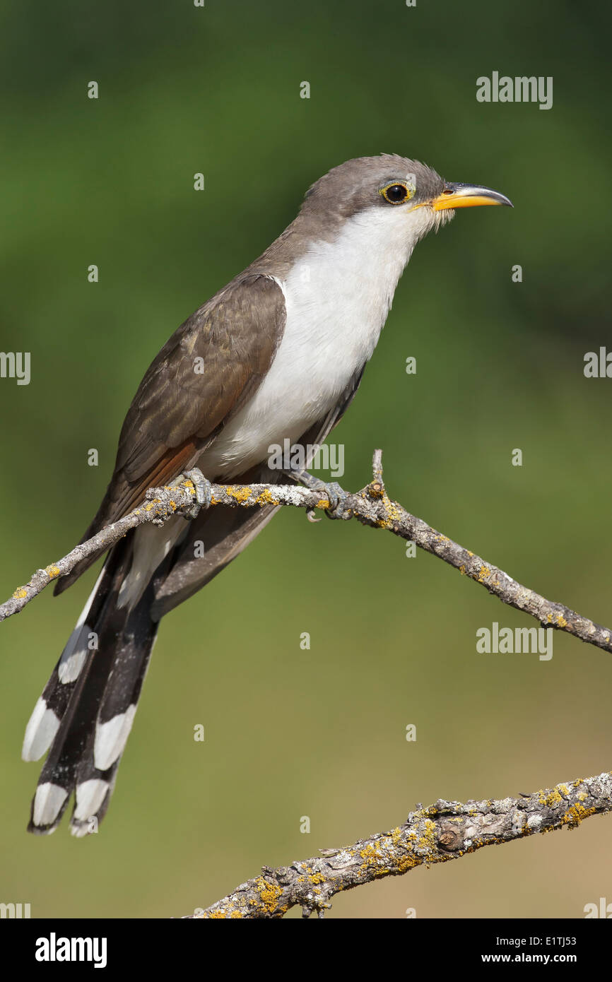 Yellow-billed Cuckoo - Coccyzus americanus Stock Photo