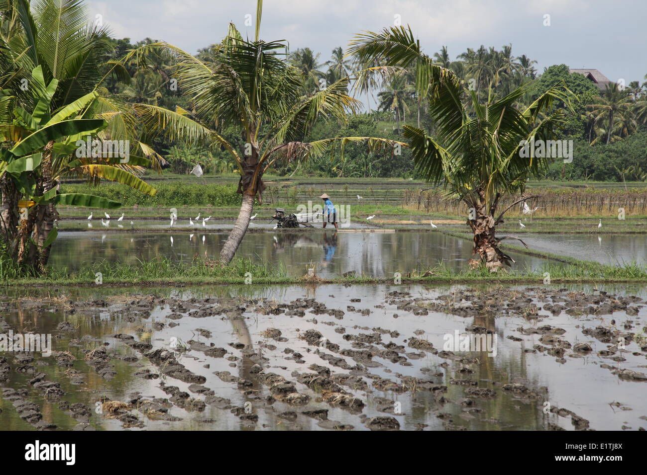 A farmer ploughing a rice field in Bali, Indonesia, May 2, 2014. Rice terraces and fields are a common image of the Indonesian countryside landscape. (CTK Photo/Karel Picha) Stock Photo