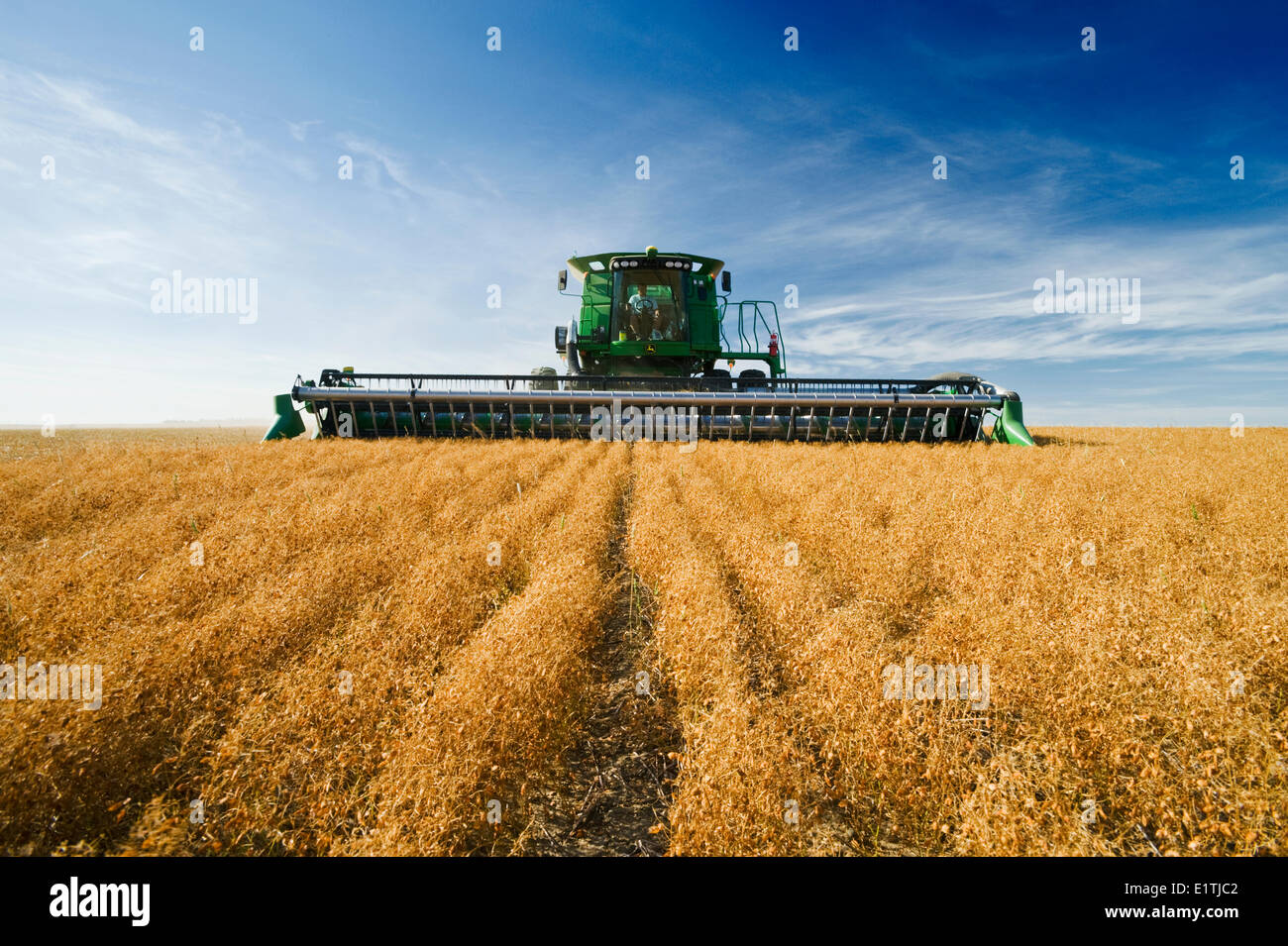 a combine harvests lentils near Congress, Saskatchewan, Canada Stock