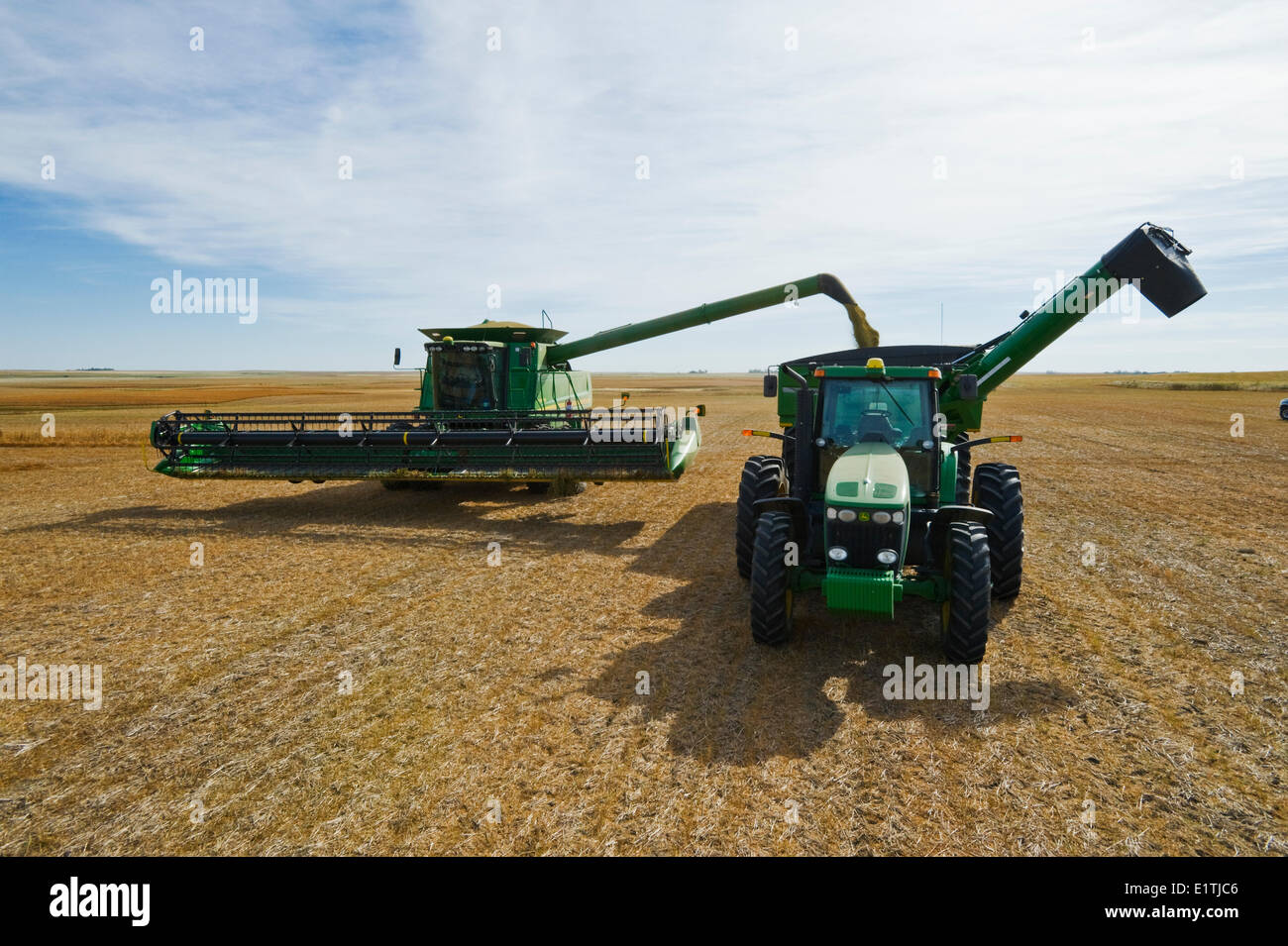 a combine unloads into a grain wagon during the lentil harvest, near
