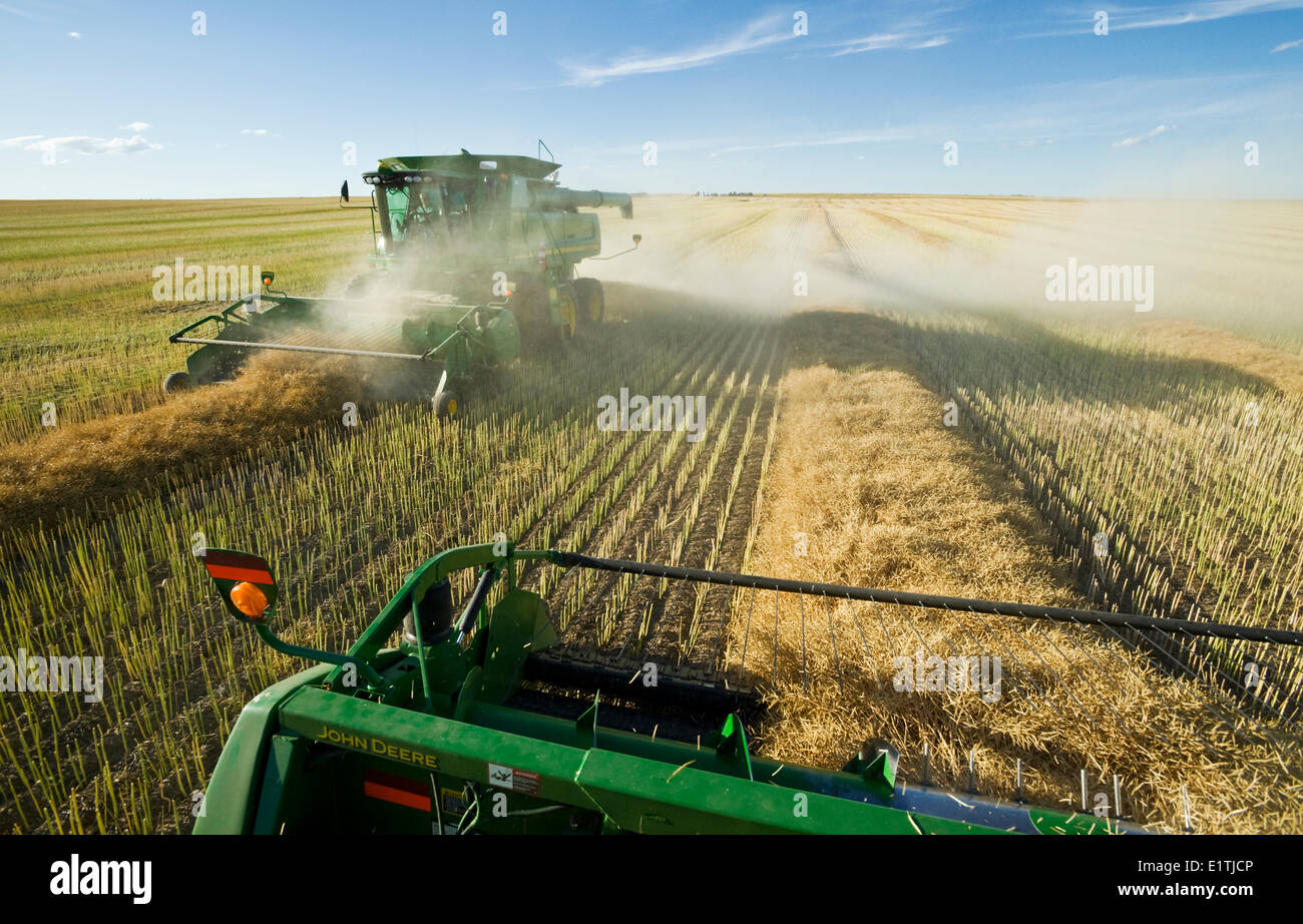 Canola harvest near hodgeville saskatchewan hires stock photography and images Alamy
