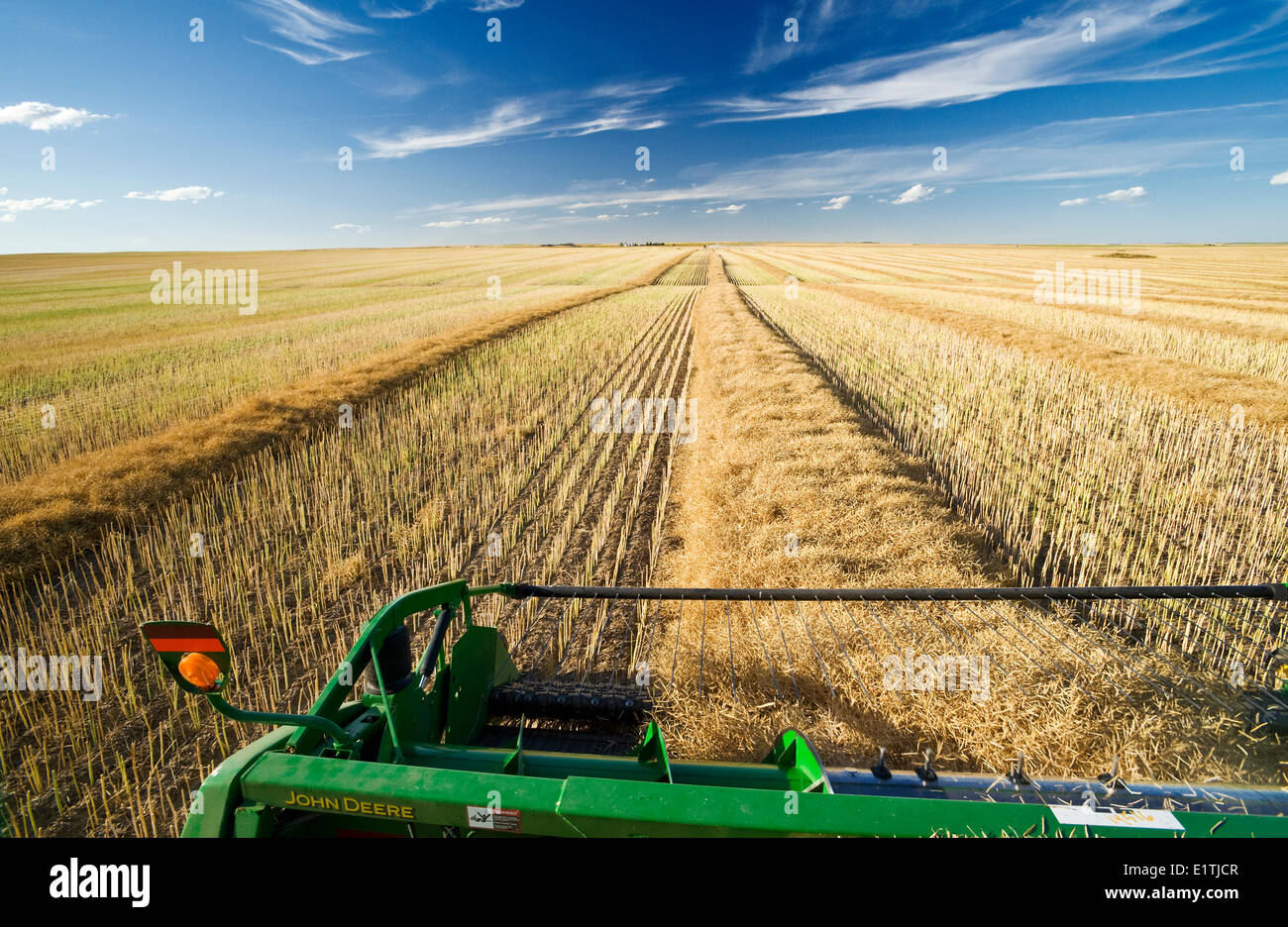 canola harvest near Hodgeville, Saskatchewan, Canada Stock Photo Alamy