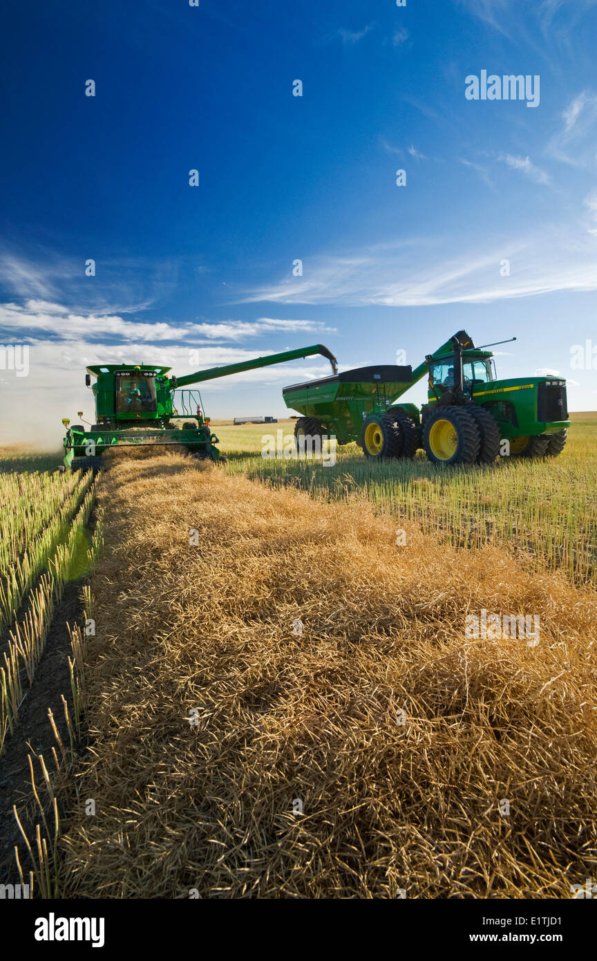 a combine empties into a grain wagon on the go during the canola harvest, near Hodgeville, Saskatchewan, Canada Stock Photo