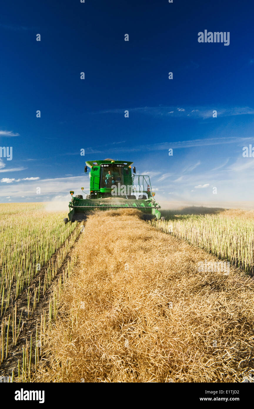 canola harvest, near Hodgeville, Saskatchewan, Canada Stock Photo