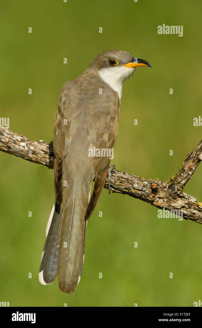 Yellow-billed Cuckoo - Coccyzus americanus Stock Photo