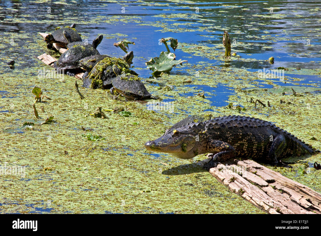 Alligators and Turtles, Lettuce Lake Park, Tampa, Florida Stock Photo