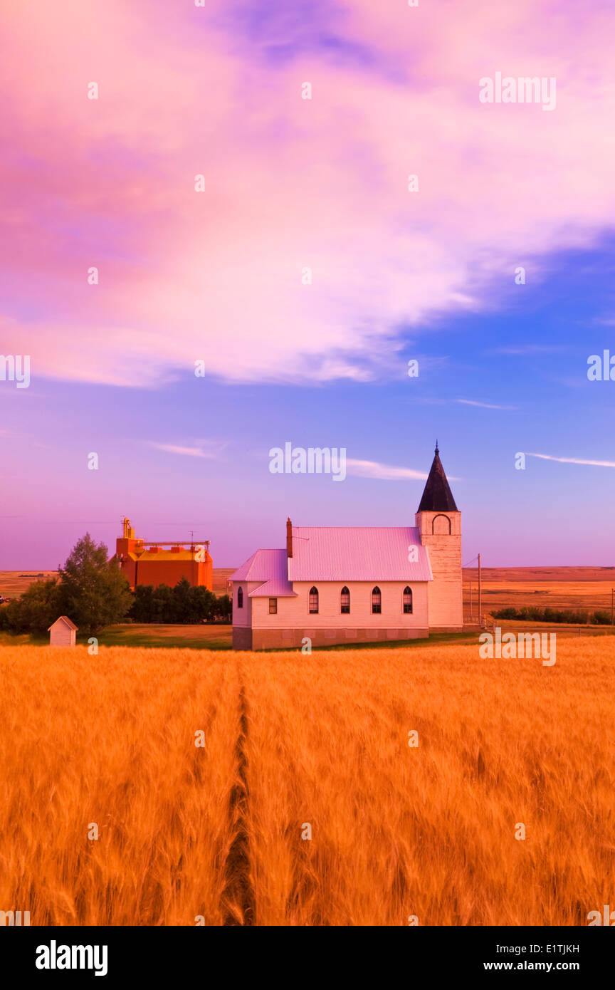 mature, harvest ready wheat field with church and grain elevator in the background, Admiral, Saskatchewan, Canada Stock Photo