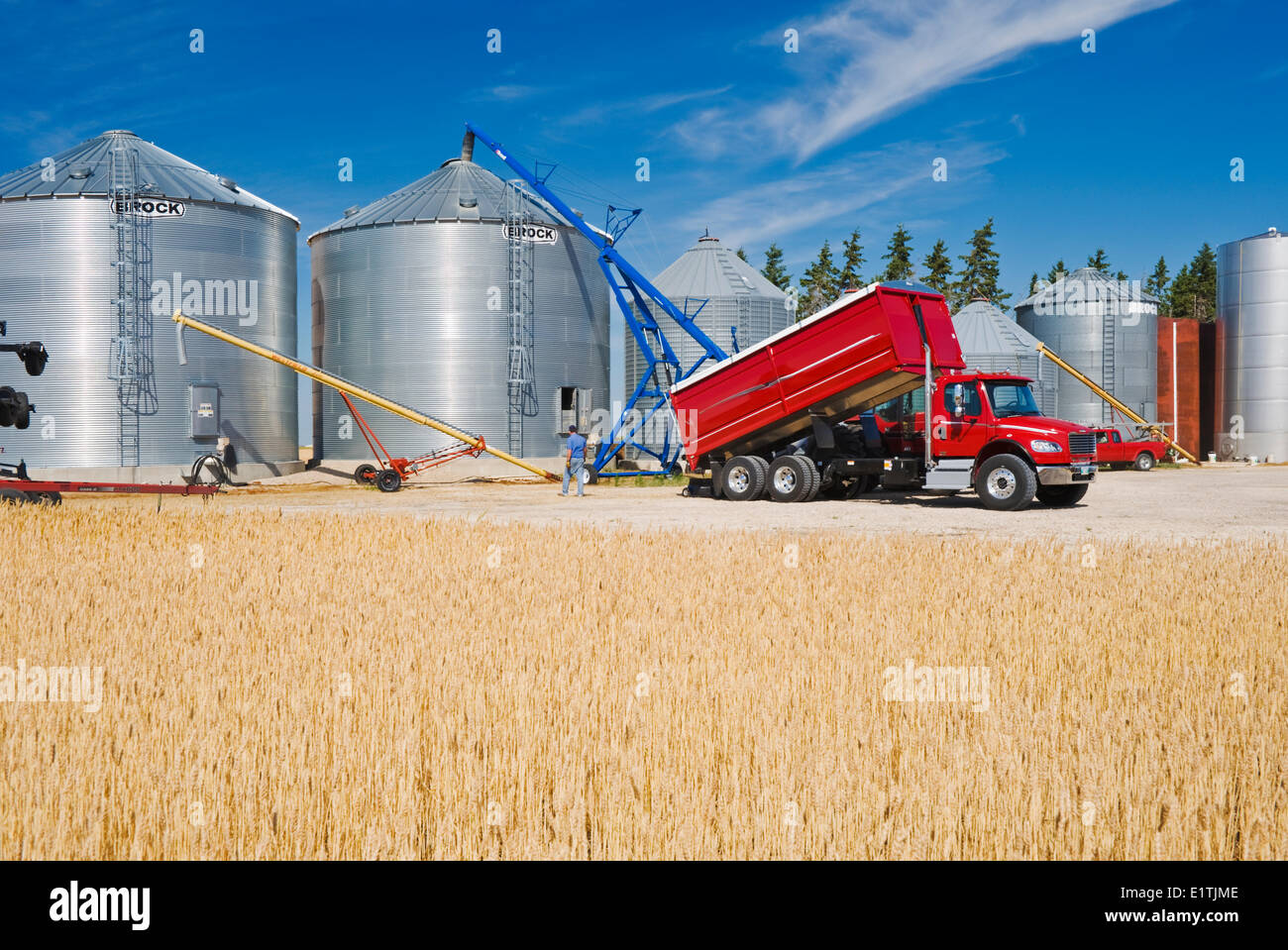 harvested barley is augered into a grain bin for on farm storage, near Dugald, Manitoba, Canada