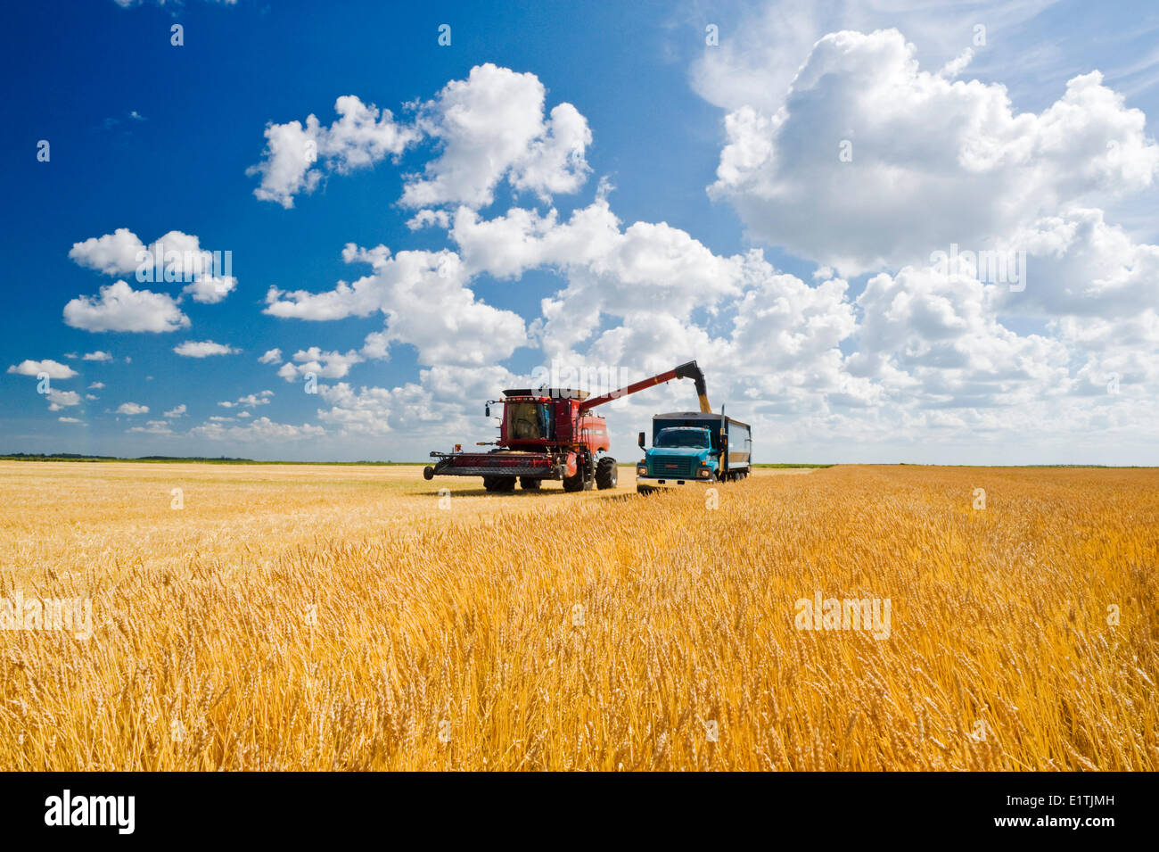 Combine augers barley into farm truck next to wheat field hires stock