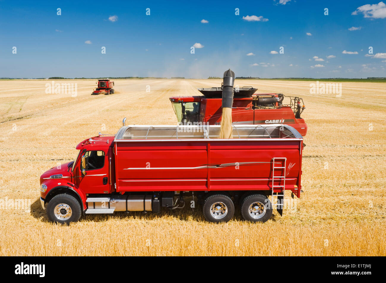 a combine augers barley into a farm truck during the harvest, near