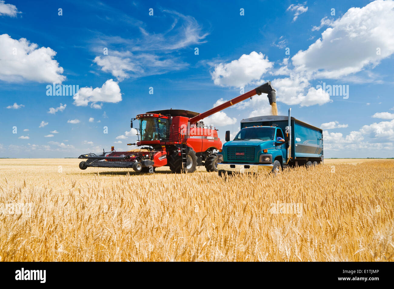 a combine augers barley into a farm truck parked next to a wheat Stock