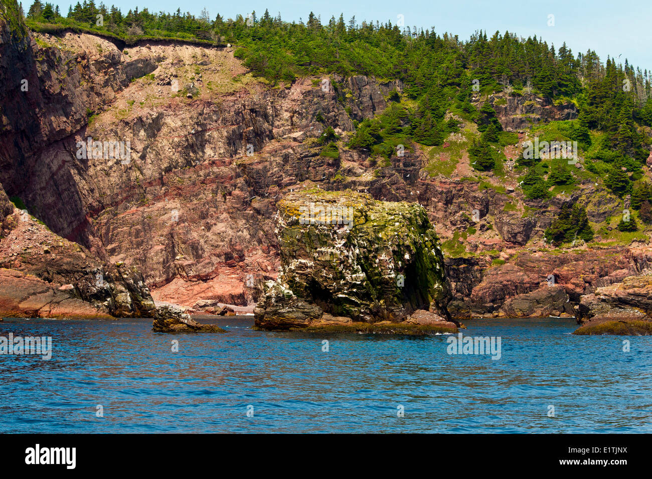 Coastal cliffs,  Witless Bay Ecological Reserve, Newfoundland, Canada Stock Photo