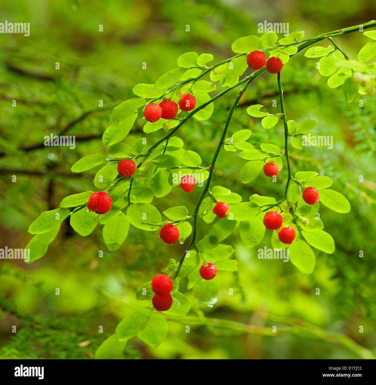 red huckleberry Vaccinium parvifolium in the western hemlock Tsuga heterophylla - western redcedar Thuja plicata forest Shuswap Stock Photo