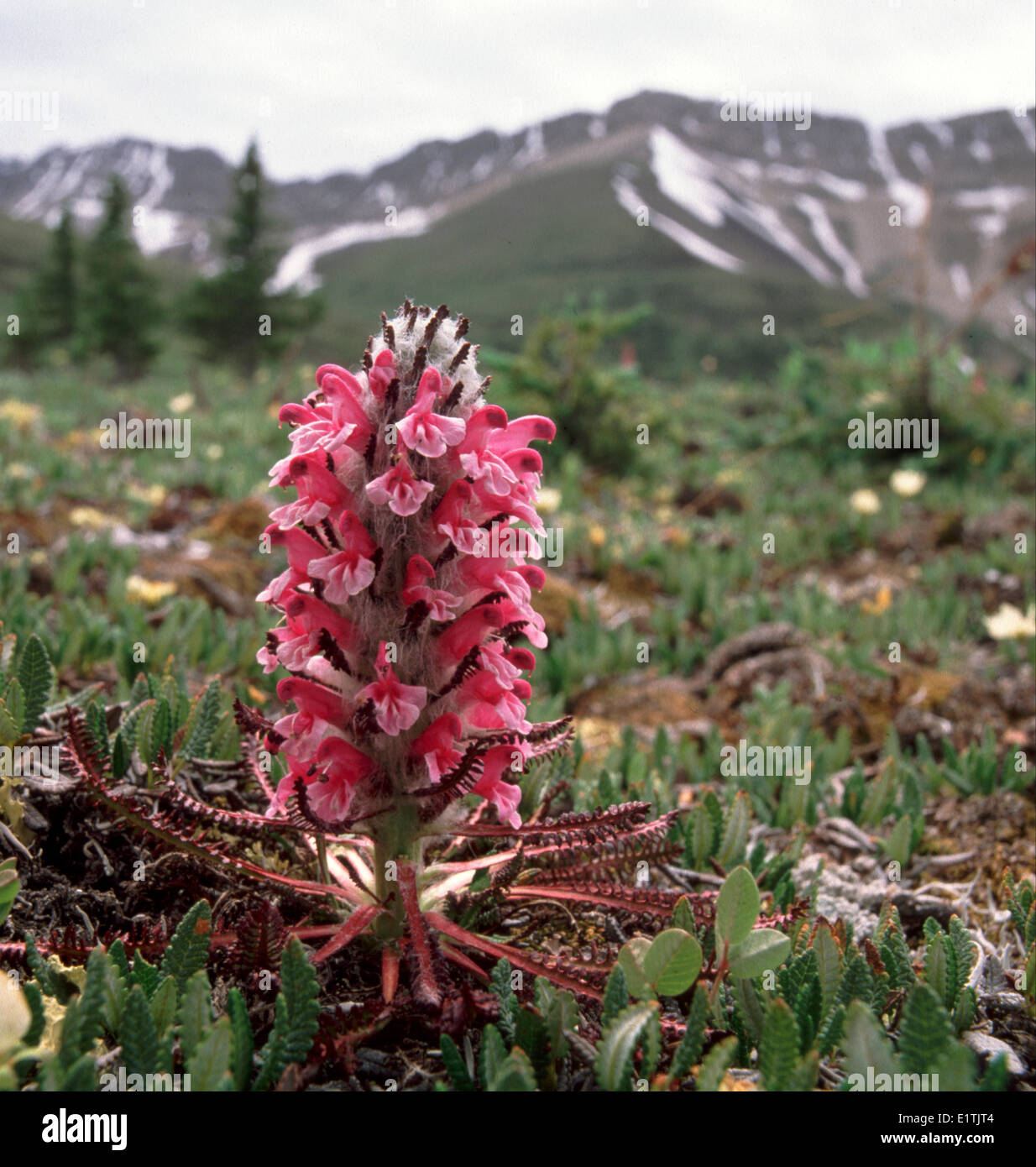 woolly lousewort Pedicularis lanata alpine area Ranger Creek Bighorn Wildland Recreation Area Rocky Mountain Foothills Alberta Stock Photo