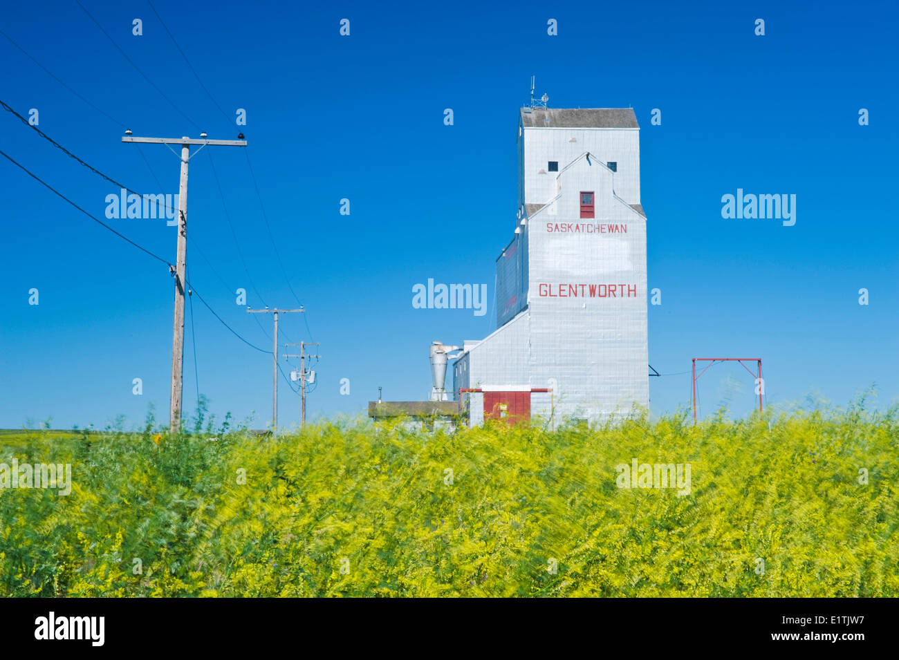 wind-blown sweet yellow clover, old grain elevator, Glentworth ...
