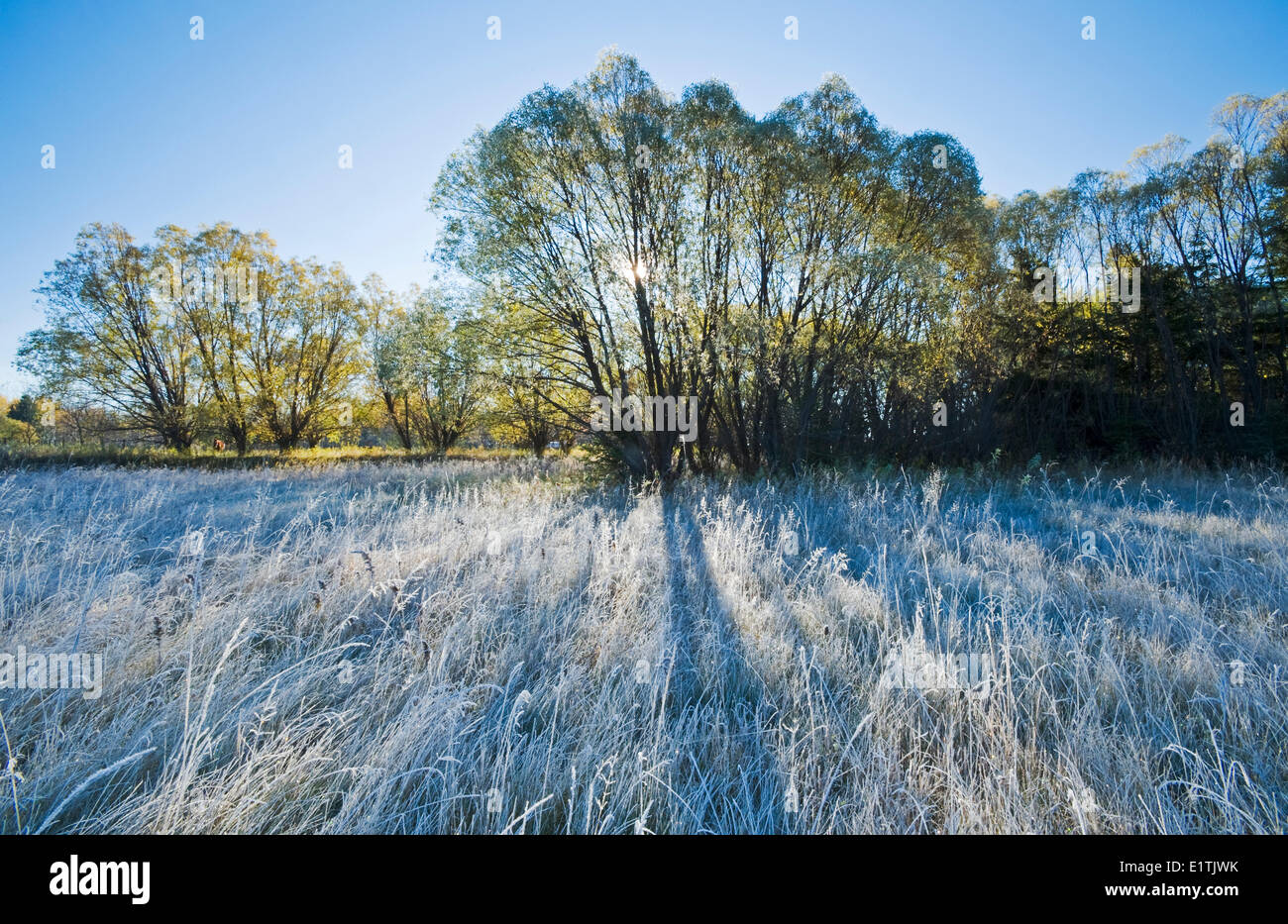 heavy frost, near Oakbank, Manitoba, Canada Stock Photo