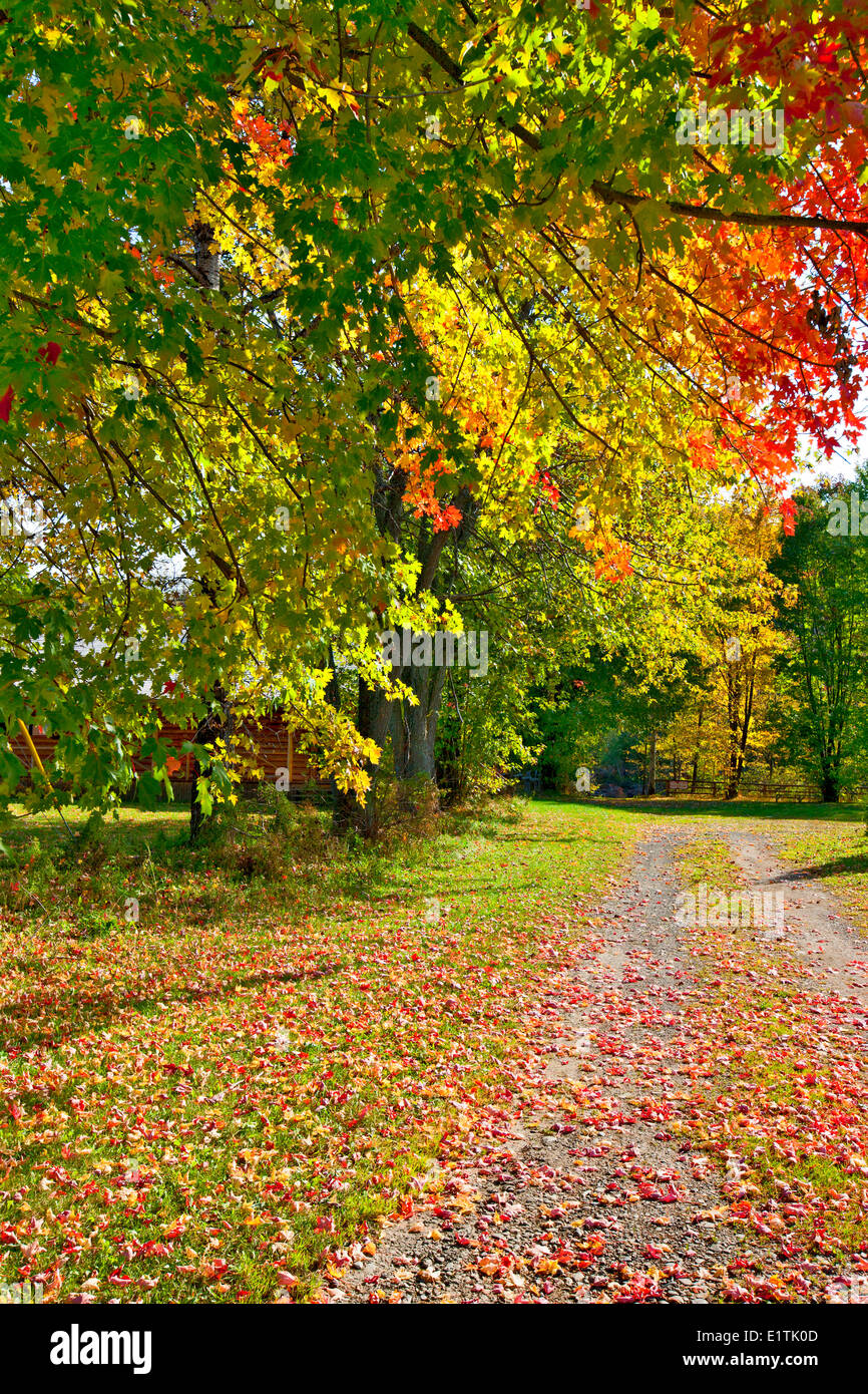 Canada leaves hires stock photography and images Alamy