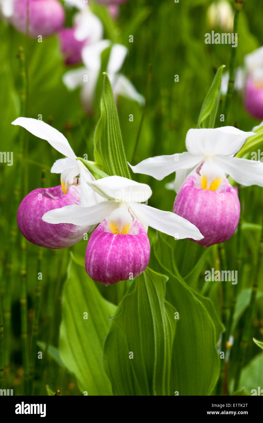 Showy Lady Slipper (Cypripedium reginae), Orchid, Wildflower Stock Photo